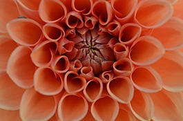 開花,橙,花