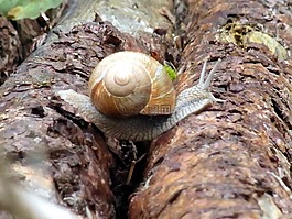 蝸牛,軟體動(dòng)物,wirbellos
