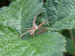 蜘蛛,arachne,動物