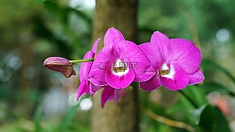 蘭花,花,自然