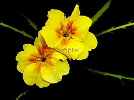 鮮花,黃色,植物