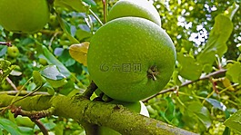 蘋果,綠色,水果
