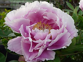 花,自然,植物區(qū)系