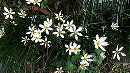 鮮花,seoyangnan,愛(ài)情