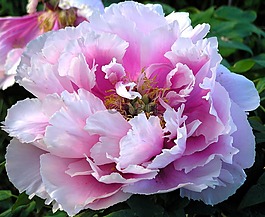 花,植物區(qū)系,自然