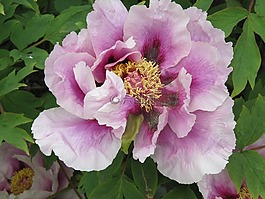 花,植物區(qū)系,自然
