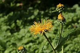 黃色,花,蒲公英