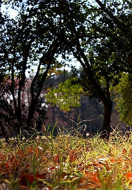 草,綠色,公園