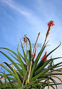 蘆薈,維拉,植物