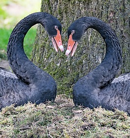 鳥,性質(zhì),動(dòng)物世界