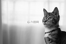 猫,弗利纳,加塔