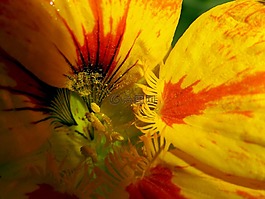 黃色,花,自然