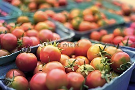 番茄,健康,生產(chǎn)