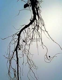 根,掛,樹