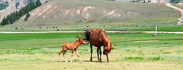 駒,馬雷,哺乳動物