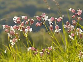 taubenkropf leimkraut,指出花,silene 寻常型