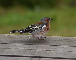 鳥,動物世界,性質(zhì)