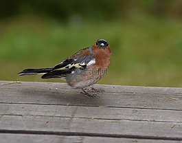鳥(niǎo),性質(zhì),動(dòng)物世界