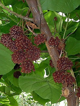 異國情調(diào),樹,水果