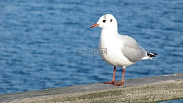 鳥,水域,性質(zhì)