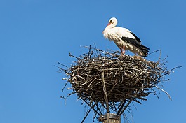 鸛,鳥巢,鳥