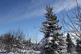 雪,山,冬天