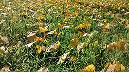 叶凋落物,秋,花园
