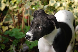 lurcher,小狗,狗