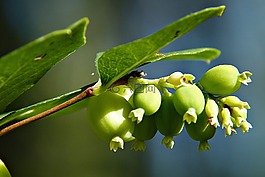 常見的 snowberry,symphoricarpas 黃鱔,玩具魚雷