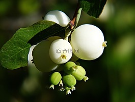 常見的 snowberry,symphoricarpas 黃鱔,玩具魚雷