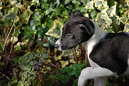 lurcher,小狗,狗