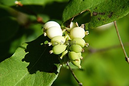 常見的 snowberry,symphoricarpas 黃鱔,玩具魚雷