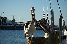 鵜,船,海
