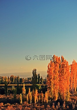 樹,秋,葉