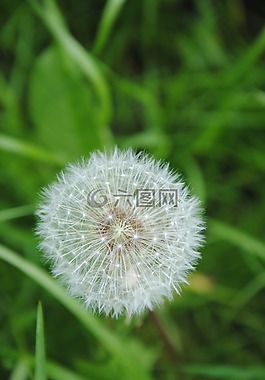 蒲公英,花,廠