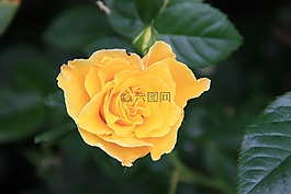 玫瑰,黃色,開花