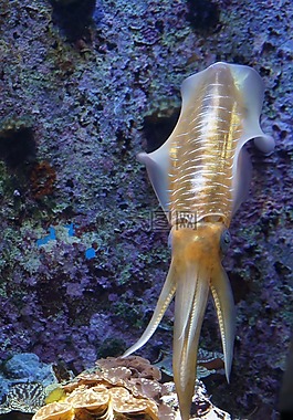 魷魚,生物,魚