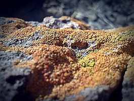 石,真菌,紋理
