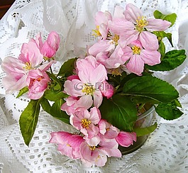 蘋果花,花,安排