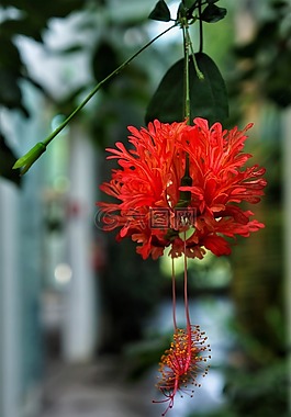 花,掛,植物