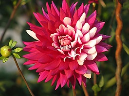 嬌琴紗,橙,紅色