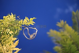 爆發(fā),天空,植物