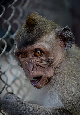 野生,動物,動物園