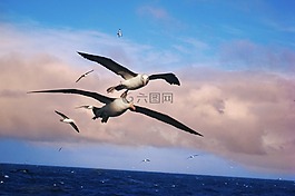 albatros,鳥,水生