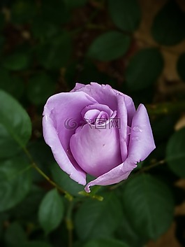 玫瑰,花,紫色