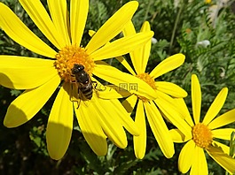 蜜蜂,吹飞,avsipa