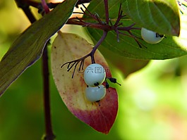 白,漿果,布什