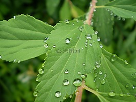 葉,雨,滴