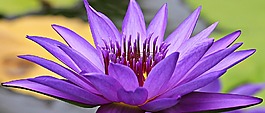睡蓮,獨(dú)獨(dú)黃,水生植物