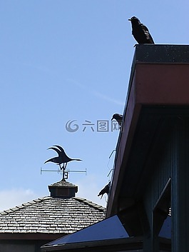 烏鴉,屋頂,建設(shè)